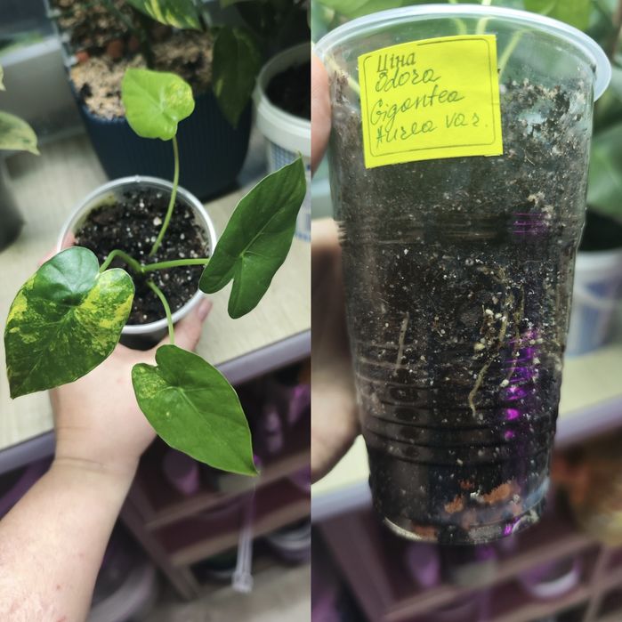 Дітки алоказій одора ауреа вар., ред грей, купрея ред сікрет, гагеана