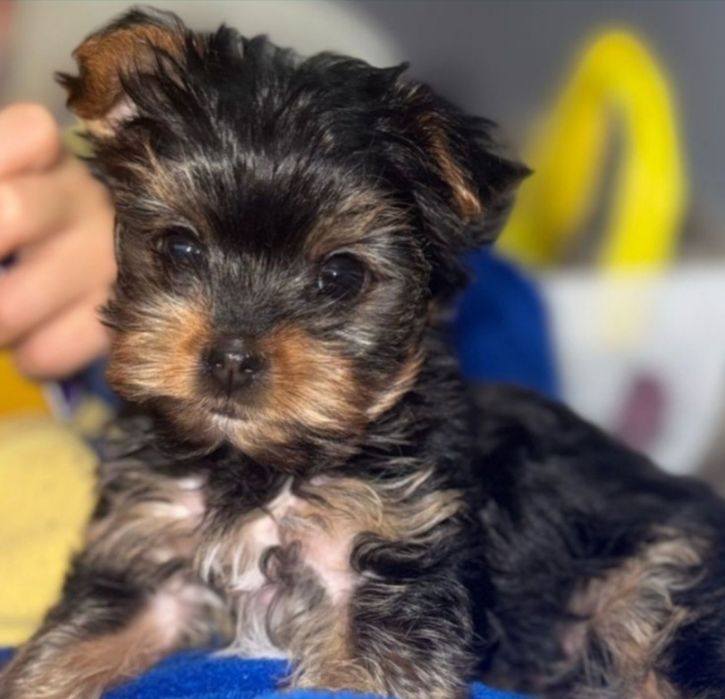 Yorkshire  terrier PREÇOS  SÓ  HOJE