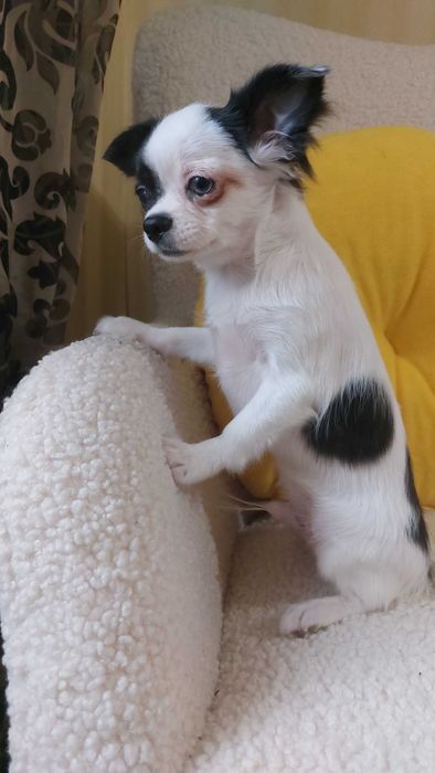 Довгошерсті хлопчики Чихуахуа