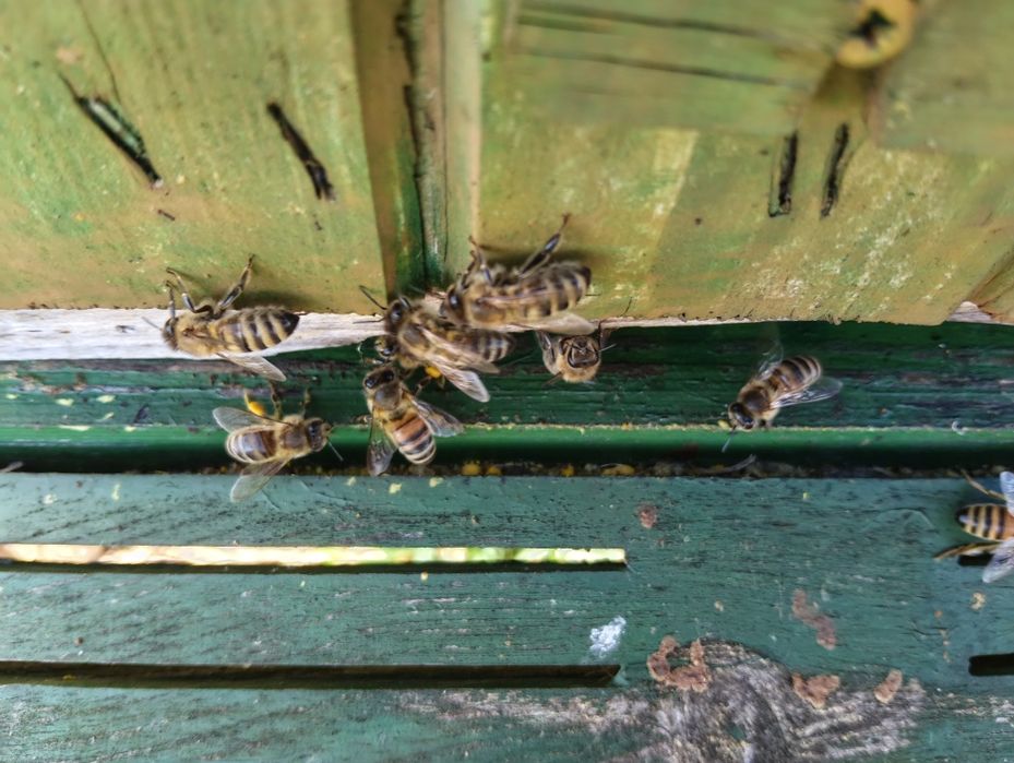 Sprzedam pszczoły na dadantach