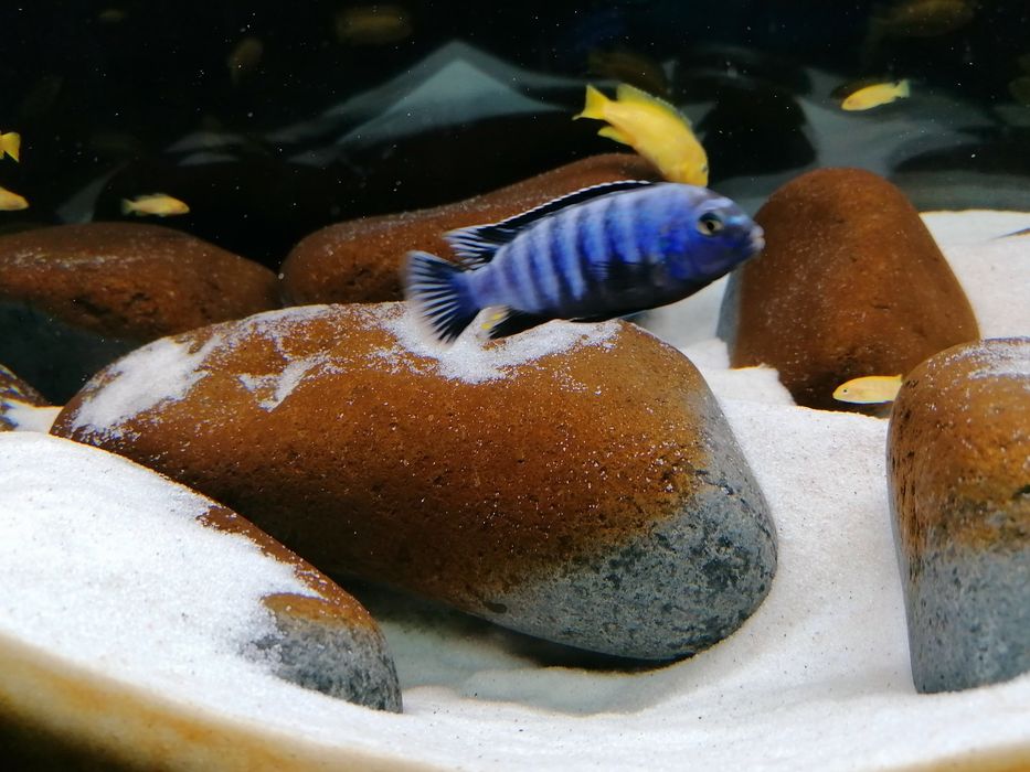 PROMOÇÃO Ciclideos Africanos Malawi Saulosi