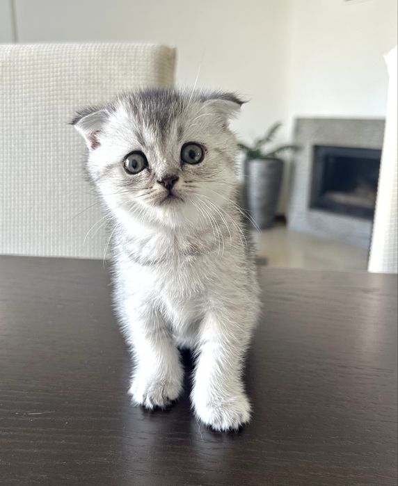 Menino Scottish Fold