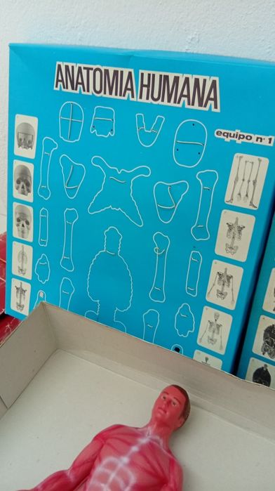 Conjunto jogo Boneco Corpo humano anatomia corporal