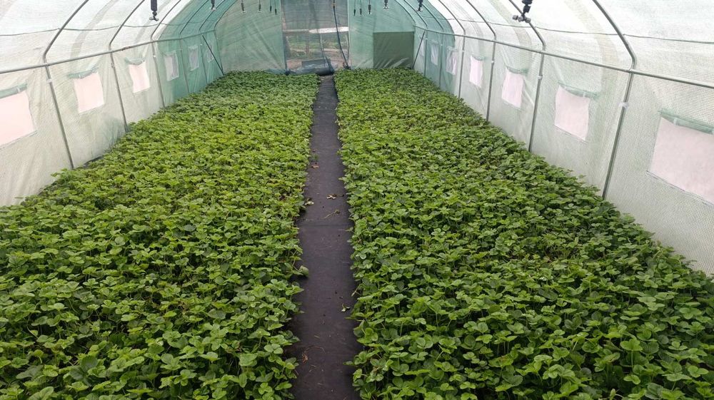 Продам касетну розсаду полуниці сорт Брілаа