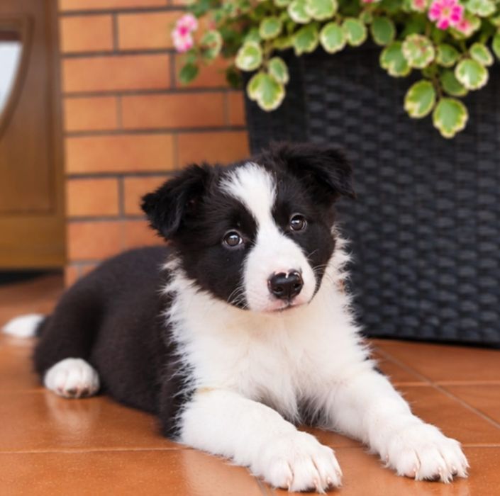 Border Collie Suczka Czarno Biała