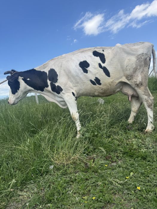Sprzedam krowe cielną