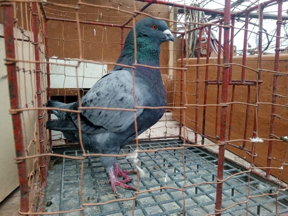 King Kingi Samiec Ptaki gołębie ozdobne