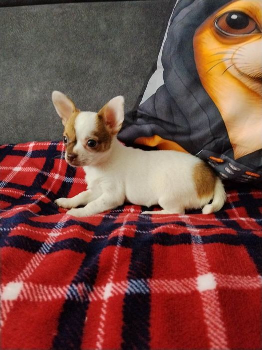Chihuahua miniaturowa sunia