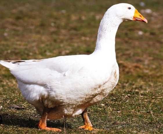 Продам гуси живим весом.