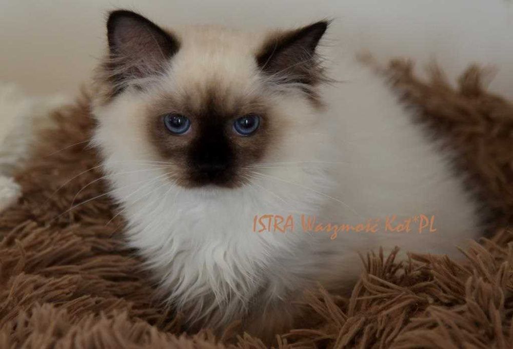 Koteczka kotka rasy ragdoll rodowód FPL/FIFE Olsztyn • OLX.pl
