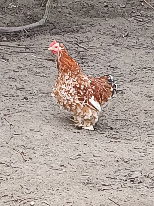 Kochin miniaturka Okazja!!