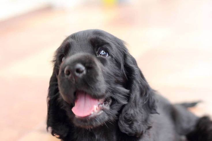 Чорна кокер-спаніель — преміум-дівчинка з виразним характером та розум