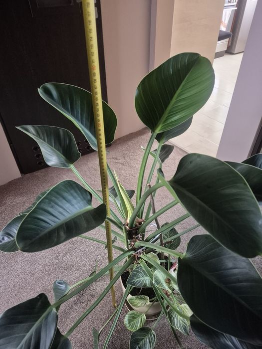Piękny filodendron Green Princess 115 cm