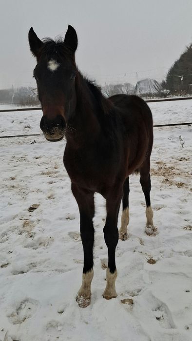 Ogierek ODSADEK-źrebię 7msc, rasy Polski Koń Sportowy, ojciec holsztyn