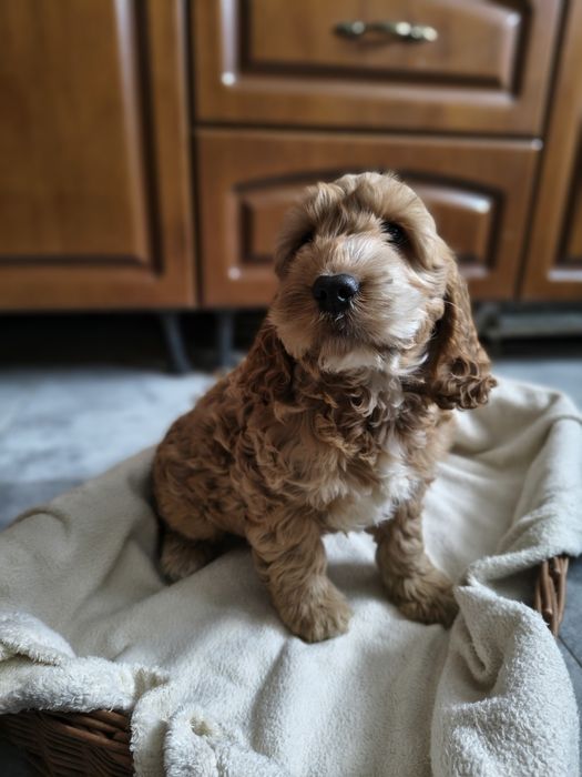 Cockapoo/chłopczyk Astor/ Cocker spaniel angielski/Pudel miniaturowy