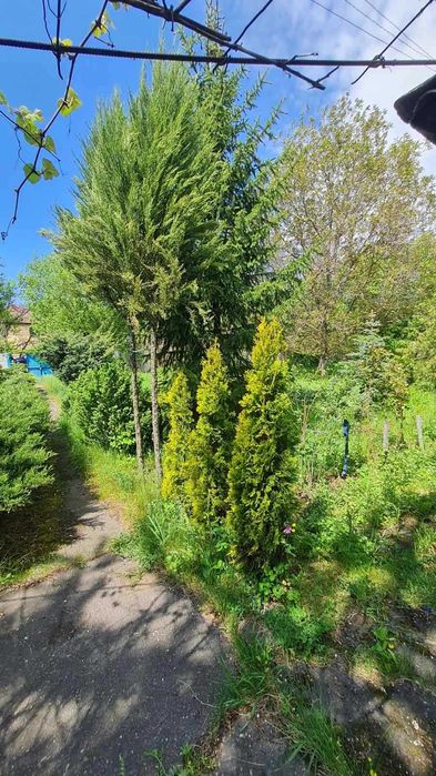Продам БУДИНОК  в с. ЧИКАЛІВКА під ДАЧУ. 13000