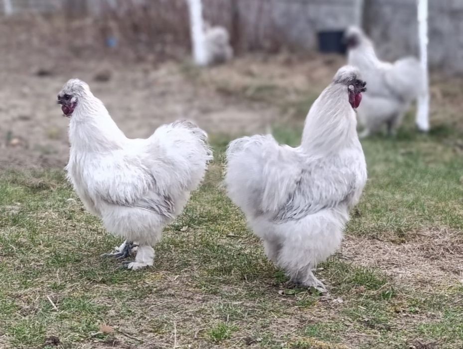 Kogut SILKA lawendowy