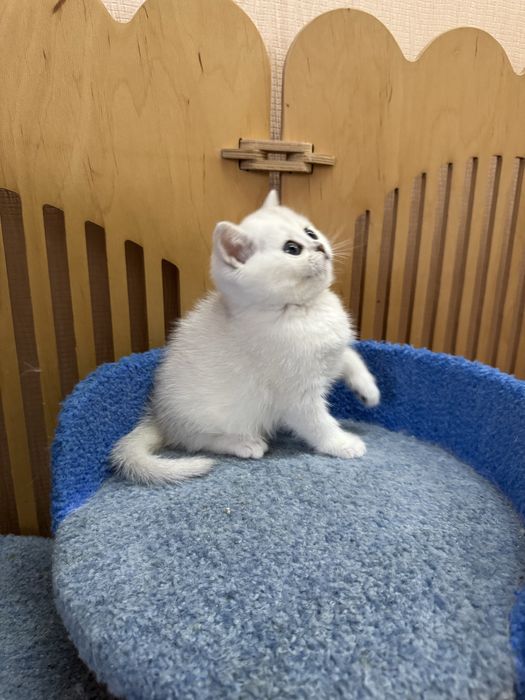 Сріблясті кошенята