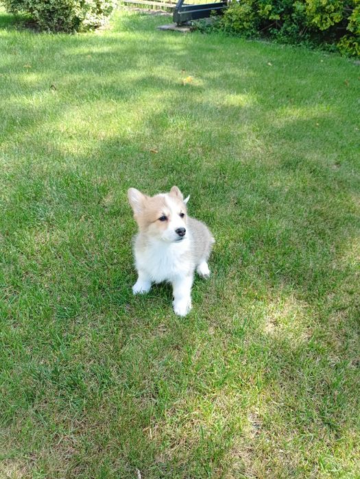Suczka Welsh Corgi PEMBROKE - Kreda