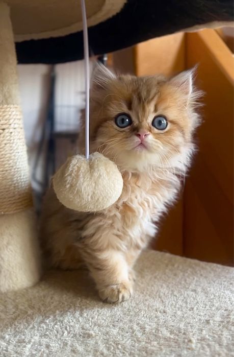 Szkocka koteczka złota szynszyla WCF/PZF+Box prezentowy