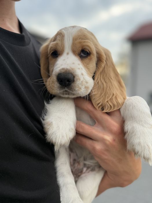 Cocker Spaniel angielski