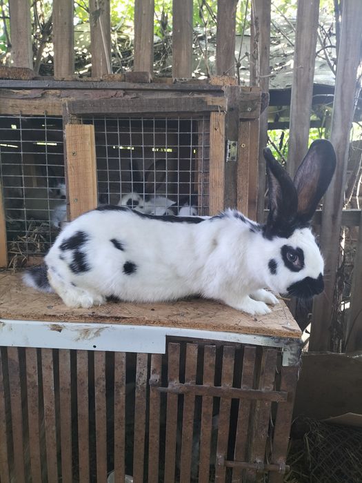 Продам самку німецького строкача