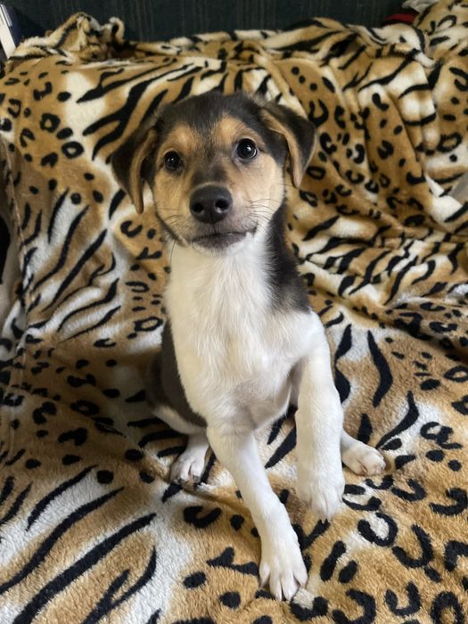 Віддам в добрі руки цуценят - дівчат