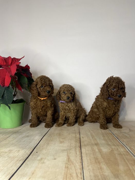 Pudel toy/miniatura chlopiec