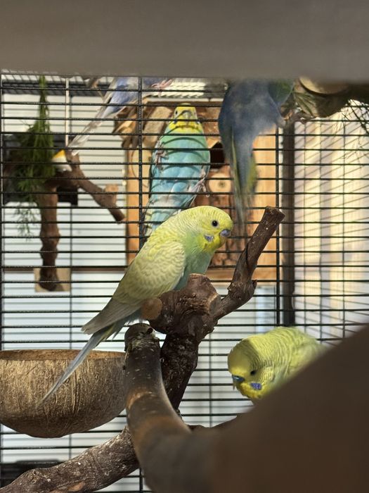 Teczowe papugi faliste oswojone