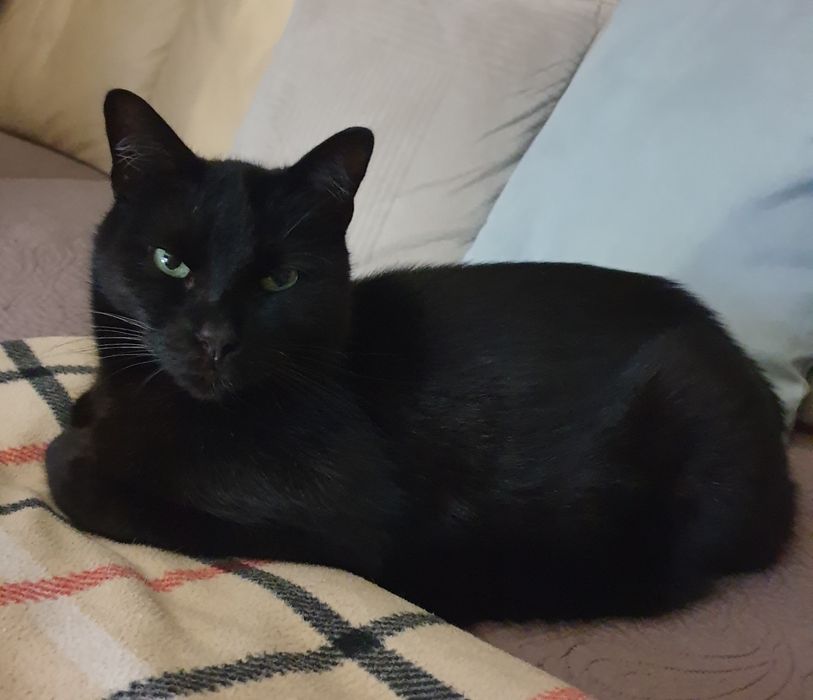 Ok.2 letnie piękne czarne damy do adopcji.