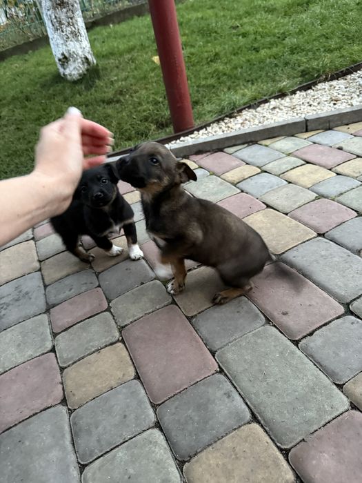 Собачки в добрі руки