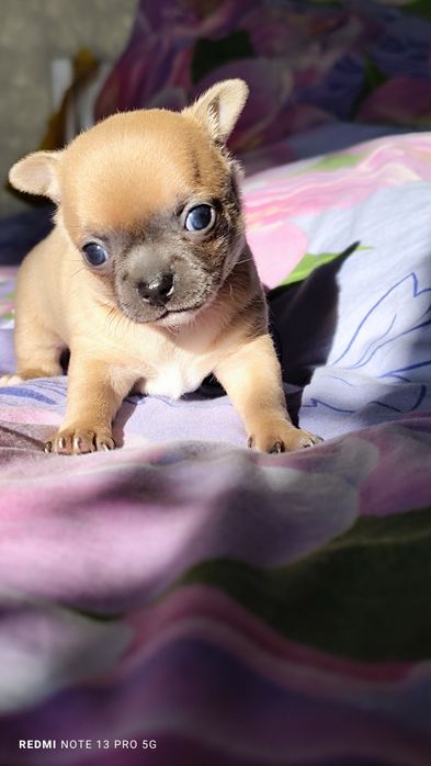 Хлопчик чихуахуа