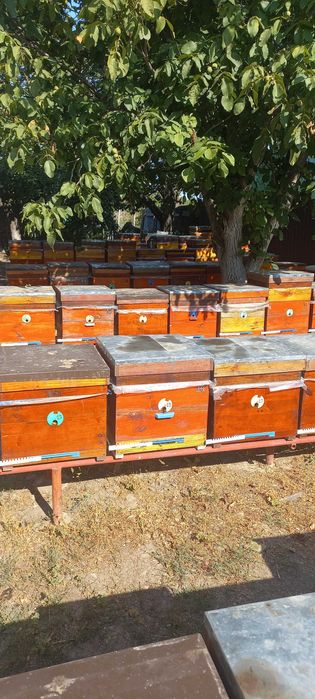 Бджолопакети та сім'ї