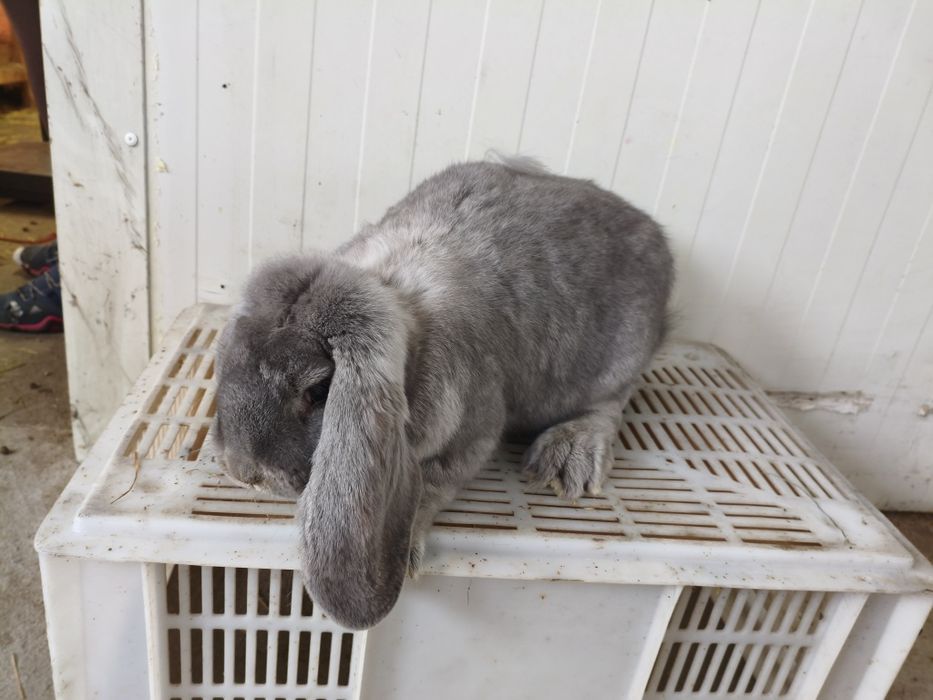 Baran francuski samce