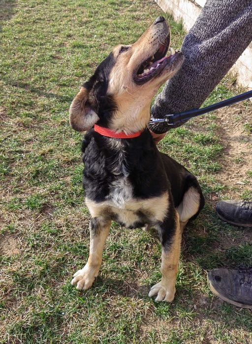 Tosiek będzie kochać