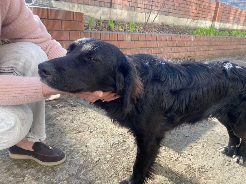 Молодий песик в добрі руки