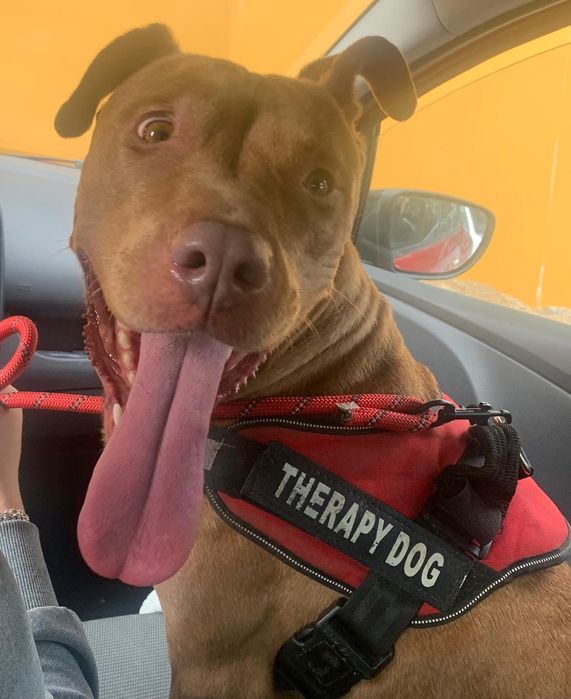 Menina pitbull de 5 aninhos para adopção