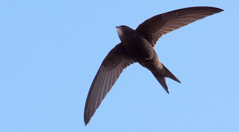 Budka lęgowa dla jerzyka