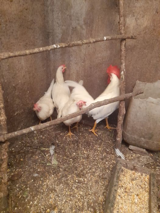Ovos incubação Legorn white