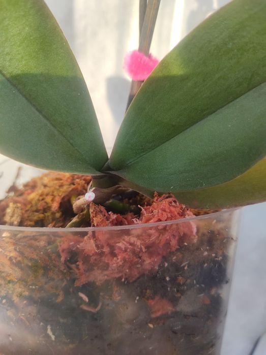 Орхідея фаленопсіс