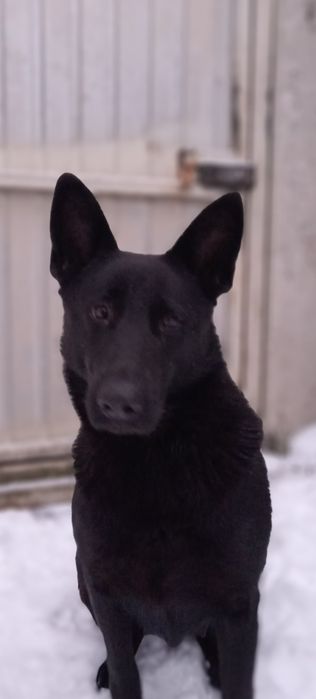 Схсідно-європейська вівчарка