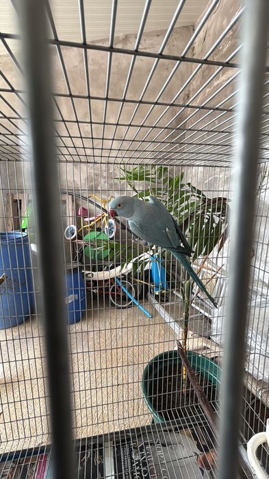 Ringnecks azuis
