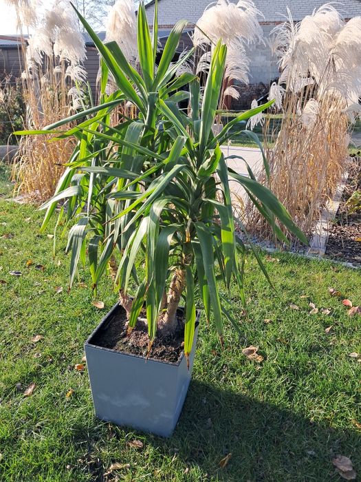 Jucca gwatemalska