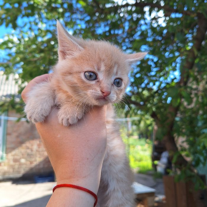 Кошенята шотландца