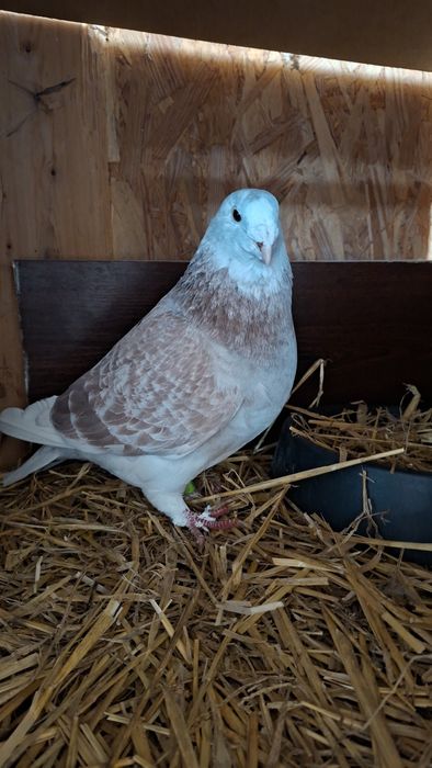 Gołębie standard samiczka 23r