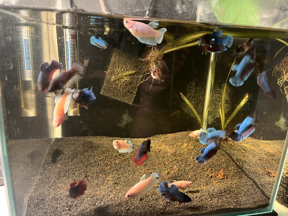 samice bojownika odmiana Delta bojownik syjamski/wspaniały