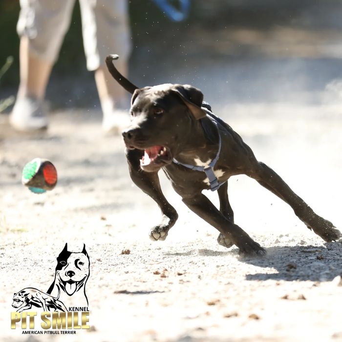 Пітбуль американський. В наявності та бронювання.