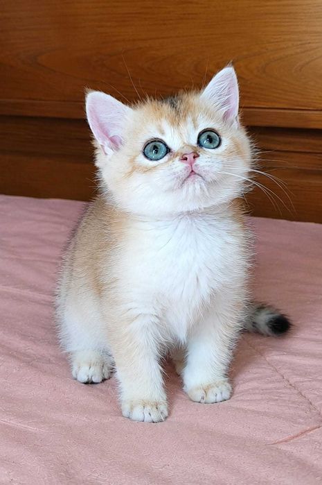 Macho British Shorthair NY12 Golden Shell