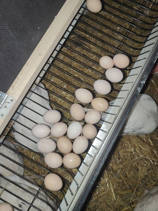 Jajka prosto od rolnika