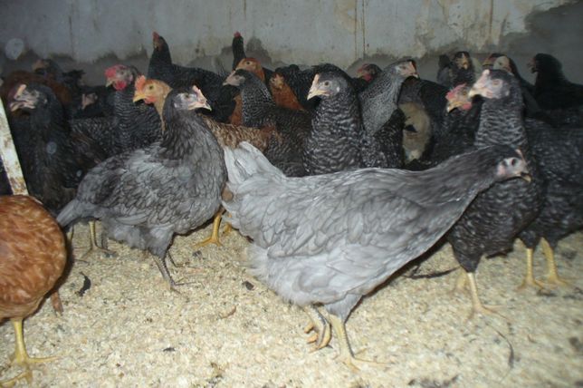 Куры несушки доминант фото Куры несушки доминант фото
